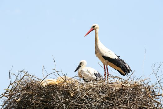 White stork with her baby on her nest