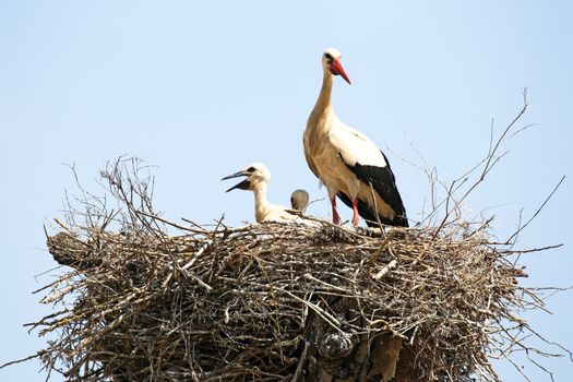 White stork with her babies on her nest