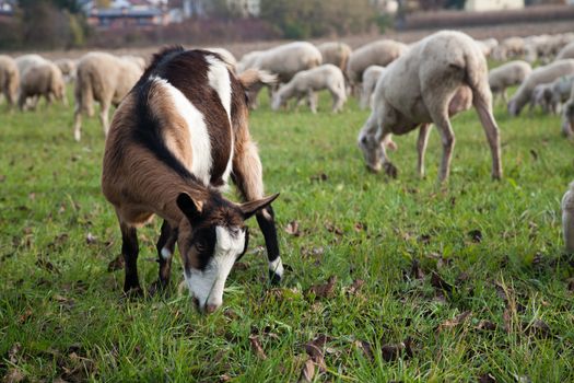 Cute goat grazing with sheep flock on background.