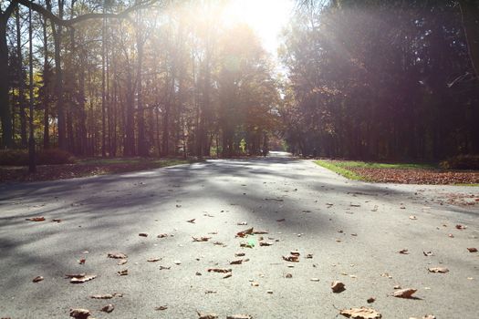 park avenue color of autumn leaves