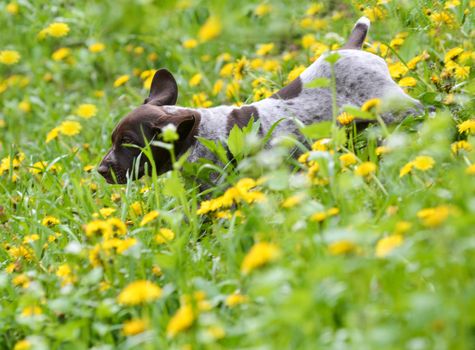 puppy running in the dandelions - german shorthaired pointer puppy