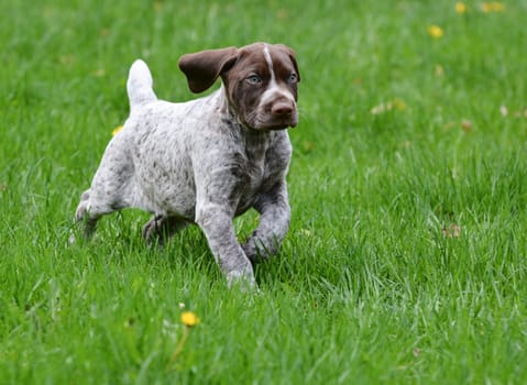 german shorthaired pointer puppy in the grass - 8 weeks old