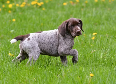 puppy running in the dandelions - german shorthaired pointer puppy