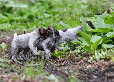 litter of german shorthaired pointer puppies playing outside in the woods