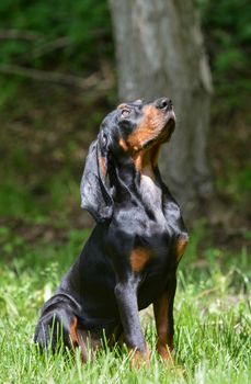 black and tan coonhound puppy sitting in the grass