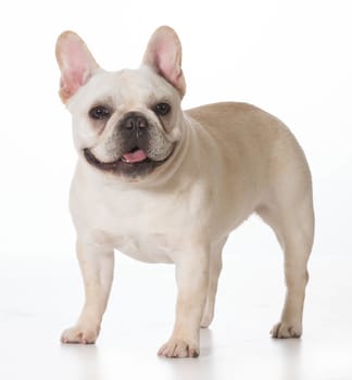 french bulldog puppy standing looking at viewer on white background