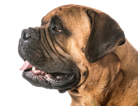 bullmastiff male portrait on white background
