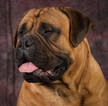 bullmastiff male portrait on purple background