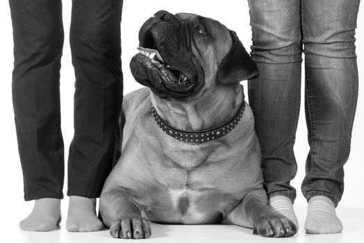 bullmastiff laying beside his owners feet on white background