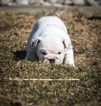 english bulldog puppy playing outside in the grass