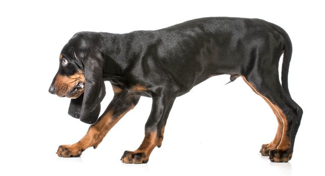 cute puppy - black and tan coonhound walking on white background