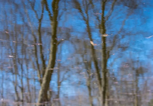 reflection of a tree  in the water along the river