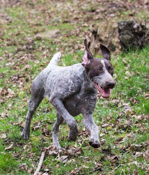 german shorthaired pointer running in the woods