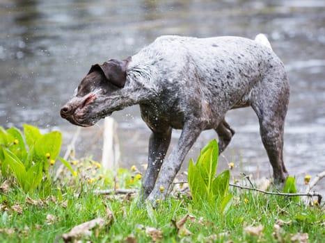 german shorthaired pointer shaking after a swim in a pond