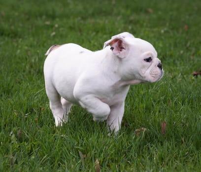 english bulldog puppy playing in the grass - 8 weeks old