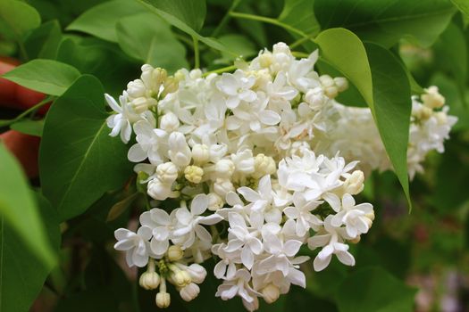 White, delicate, fragrant lilac flowers surrounded by green foliage