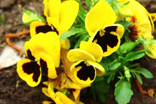 Some bright yellow flowers of pansies blooming on the flowerbed