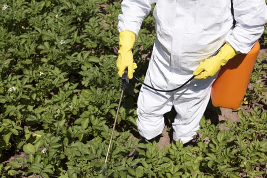 Vegetables spraying with pesticides in a garden