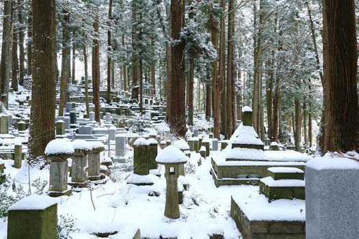 Beautiful Winter forest (Japanese cemetery)