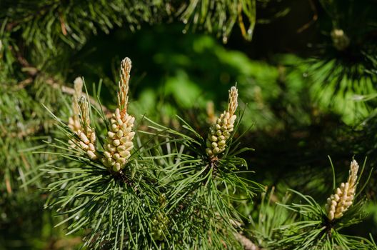 coniferous pine branch with beautiful young buds