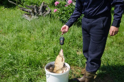 fisher biggest fish caught spit bream in gills measure weight