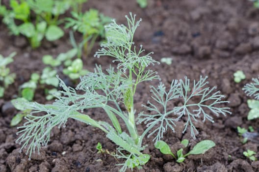 Dewy dill plant with water drops on it grow in fertile garden soil.