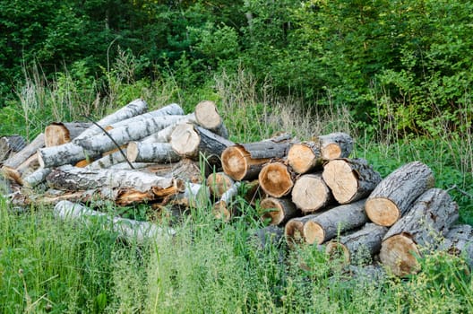 stack of logs in green grass at the edge of summer forest