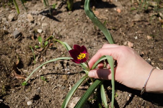 hand of woman to small red tulips in the garden