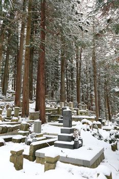 Beautiful Winter forest (Japanese cemetery)