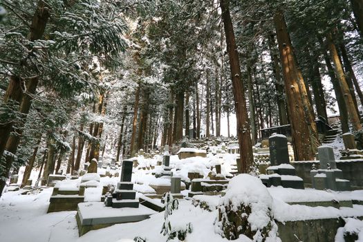 Beautiful Winter forest (Japanese cemetery)