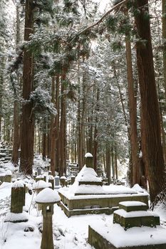 Beautiful Winter forest (Japanese cemetery)