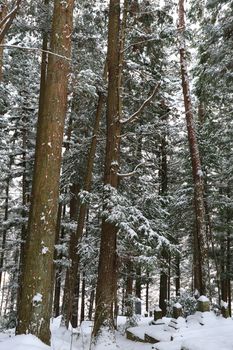 Beautiful Winter forest (Japanese cemetery)