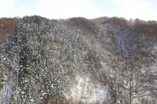 Winter Landscape with Snow and Trees