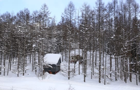 Snow covered houses