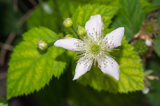 Closeup of Blackberry Flower Blossom in Spring, Selective focus, Horizontal shot