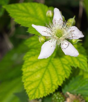 Closeup of Blackberry Flower Blossom in Spring, Selective focus, Horizontal shot