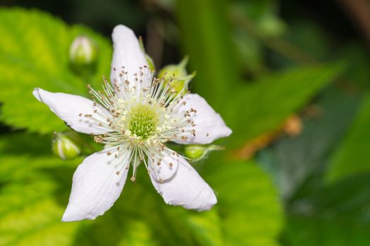 Closeup of Blackberry Flower Blossom in Spring, Selective focus, Horizontal shot