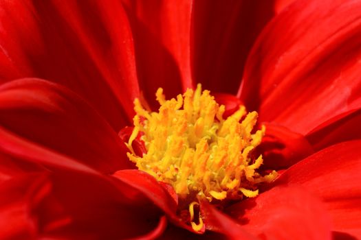 Macro of red dahlia flower with yellow stamens and pistils