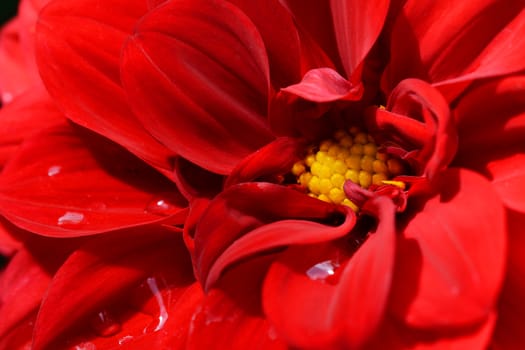Macro of deep red dahlia bloom with droplets of water on the petals