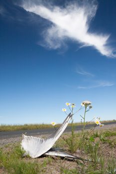 Dead bird wings and flowers side of the road