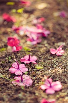 Vivid purple flowers on the ground