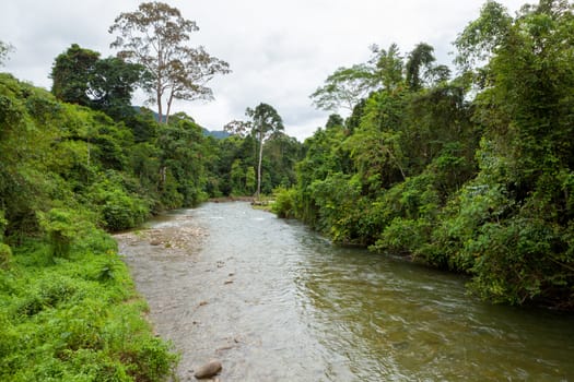 Jungle river in borneo