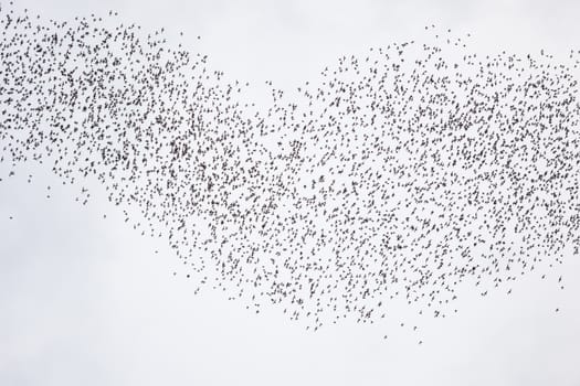 Bats flying in gunung mulu national park