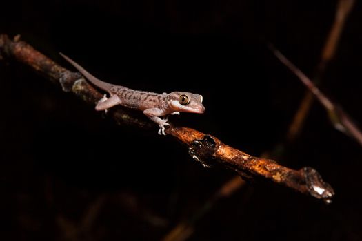 Gecko on a branch at night