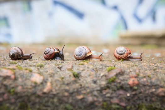 Group of small snails going forward