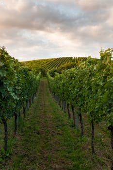 Wine fields in stuttgart germany