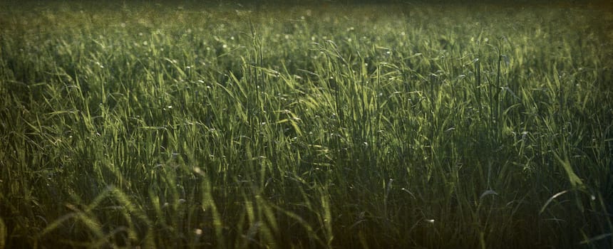 Green grass of the field. Close-up photo. Grunge style