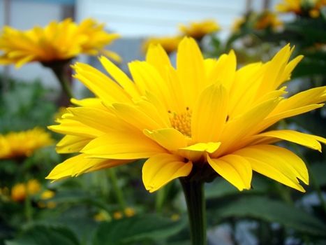 bright yellow daisy