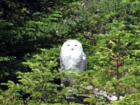 snowy owl aka spirit owl