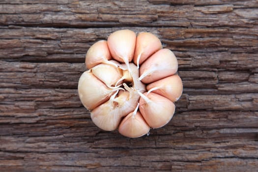 Garlic whole on the wooden background